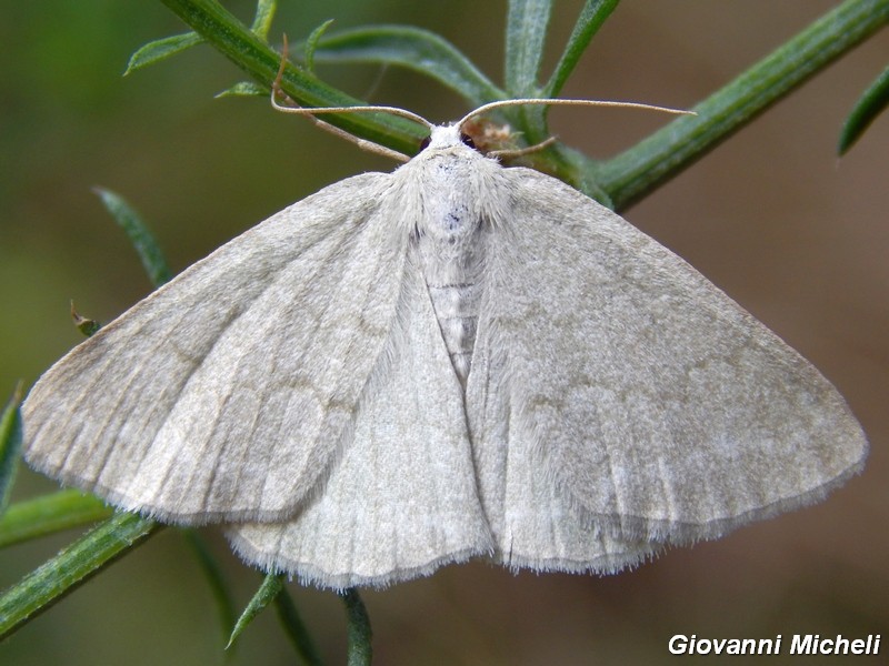 2 geometridae da ID